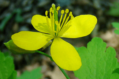 Flor de herba de Celidonia para a eliminación do papiloma